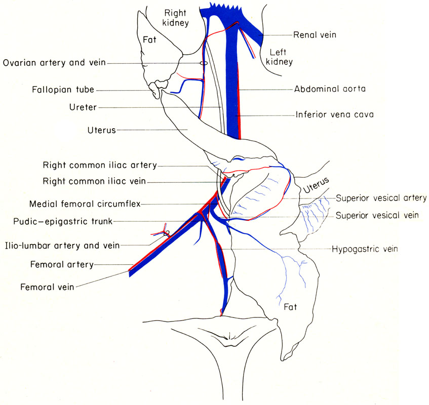 Mouse reproductive organs