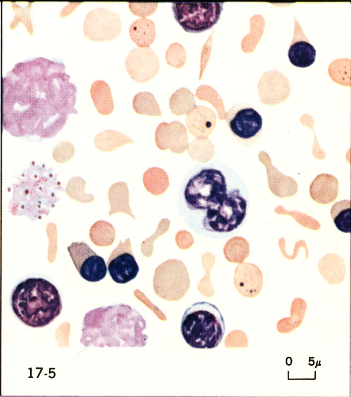 Biology of the Laboratory Mouse Figure 175