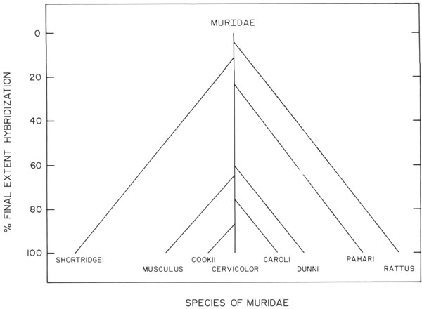 Phylogenetic tree