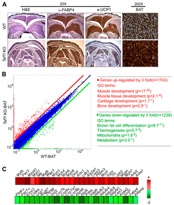 Ucp1 MGI Mouse Gene Detail - MGI:98894 - uncoupling protein 1