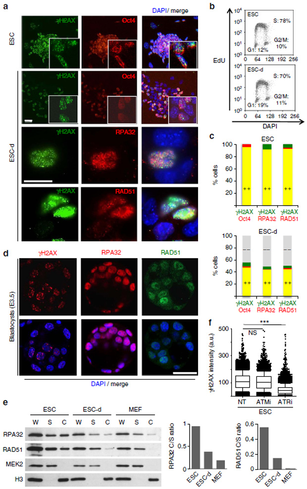 Rad51 MGI Mouse Gene Detail - MGI:97890 - RAD51 recombinase