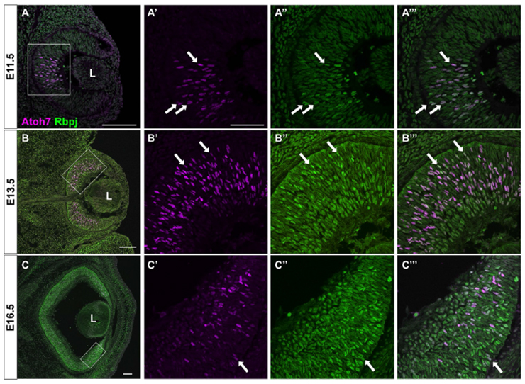 MGI Mouse Gene Detail - MGI:96522 - recombination binding protein for immunoglobulin kappa J