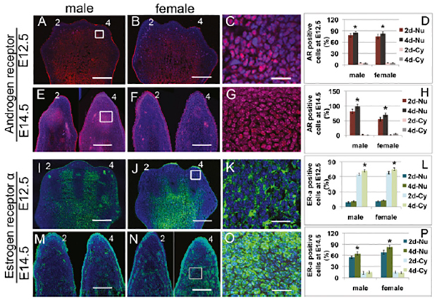 Gene Expression Image Detail