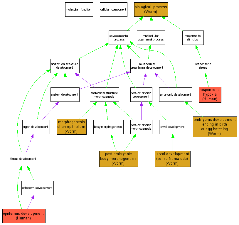 Ehlers Danlos Syndrome Graph