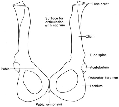 Mouse ossa coxae