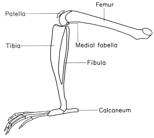 Mouse hind limb