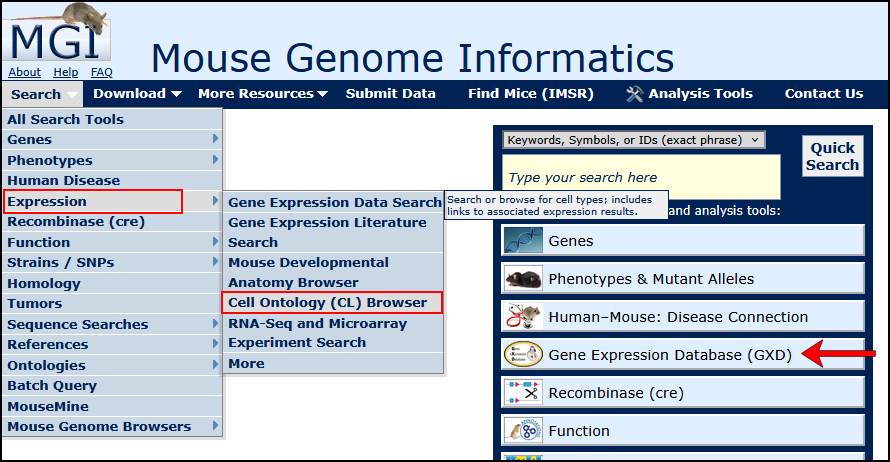 Search Menu Cell Ontology Screen Shot