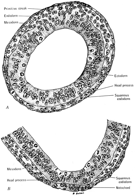 Mouse embryo