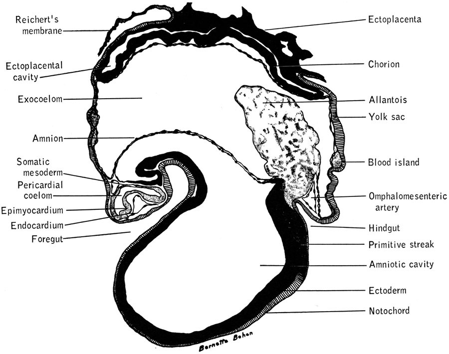 Biology of the Laboratory Mouse - Figure 12-17