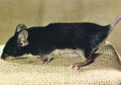 Black-and-tan mouse