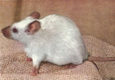 Nonagouti himalayan mouse