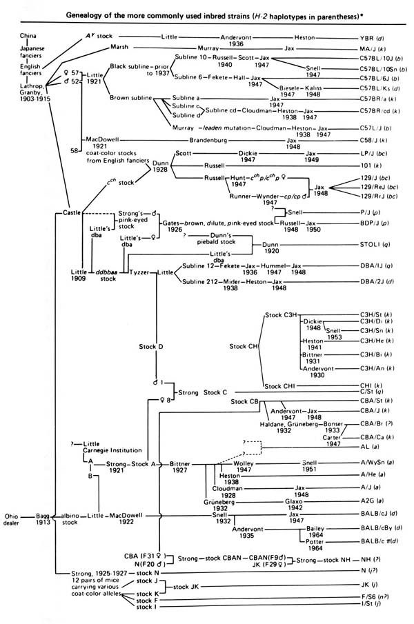 A genealogy chart showing the origin of commonly used inbred strains as Chinese, Japanese and English mouse fanciers. Abby Lathrop of Granby Mouse Farm supplied fancy mice to researchers including Marsh, C.C. Little, MacDowell, Castle and Strong in the early 1900s. These mice were developed into common inbred strains such as C57BL, 129, DBA and C3H strains.