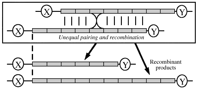 Figure 8.4 Length Variation can be Generated at Tandem Repeat Loci by ...