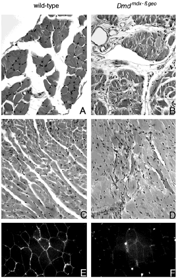 Dmd MGI Mouse Gene Detail - MGI:94909 - dystrophin, muscular dystrophy